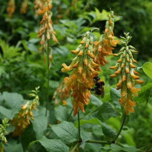 Lathyrus aureus